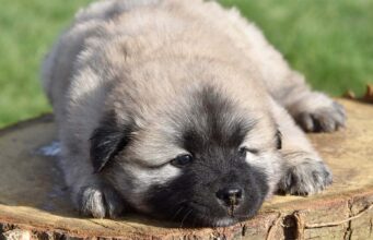 Kind-Hearted Street Sweeper Was Caught Making A Stray Dog’s Day This was a happy day for this stray dog who got some kind attention from a street sweeper