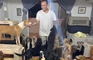 Dog Lover Brings 300 Strays Into His Home To Save Them From A Hurricane Man rescues 300 stray dogs from a hurricane