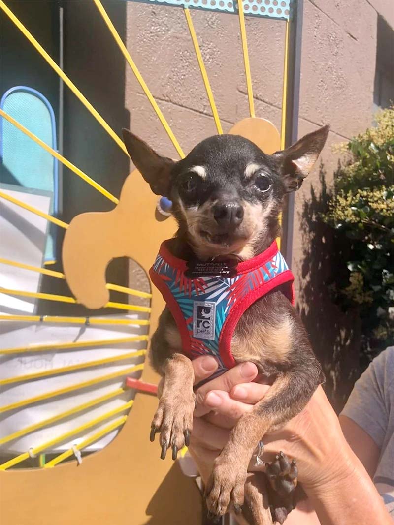 Toothless dog helps calm patients at the dentist