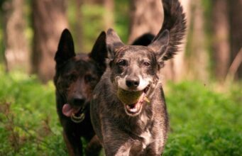 Therapy Dog Loves Working At The Dental Office