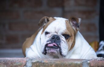 Bulldog Expresses His Anger When He Sees A Damsel In Distress… On Television