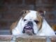 Bulldog Expresses His Anger When He Sees A Damsel In Distress… On Television