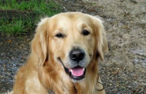 Sweet Foster Mom Sponsors A Glamorous Maternity Photo Shoot For Pregnant Foster Dog