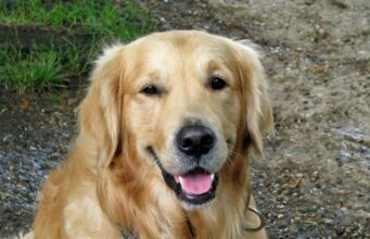 Sweet Foster Mom Sponsors A Glamorous Maternity Photo Shoot For Pregnant Foster Dog