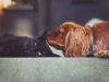 A Pup’s Heartache Was Healed By Three Kittens