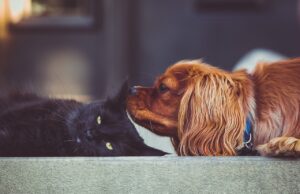 A Pup’s Heartache Was Healed By Three Kittens