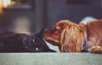 A Pup’s Heartache Was Healed By Three Kittens