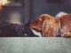 A Pup’s Heartache Was Healed By Three Kittens