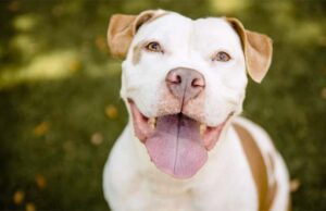 A Christmas Miracle: Man Adopts Troubled Pup That No One Wanted After more than 200 days Tonka finds a home