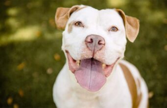 A Christmas Miracle: Man Adopts Troubled Pup That No One Wanted After more than 200 days Tonka finds a home