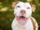 A Christmas Miracle: Man Adopts Troubled Pup That No One Wanted After more than 200 days Tonka finds a home