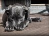 Watch This Three-Legged Dog Find The Perfect Home