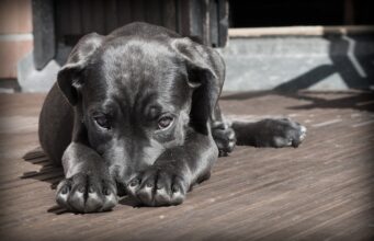 Watch This Three-Legged Dog Find The Perfect Home