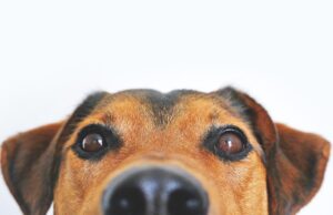 This Senior Dog Defied All Expectations And Surprised His Owner