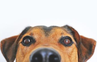 This Senior Dog Defied All Expectations And Surprised His Owner