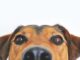 This Senior Dog Defied All Expectations And Surprised His Owner