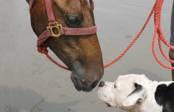 A Dog’s Close Relationship With Horses Made Him Act Like One Dog acts like horse best friend