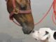 A Dog’s Close Relationship With Horses Made Him Act Like One Dog acts like horse best friend