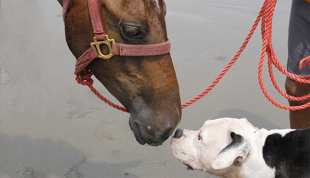 Dog acts like horse best friend