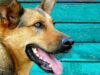 Small Boy Who Grows Up With His Dog Best Friend Likes To Do Nice Things For Him This dog and his human brother make the perfect pair