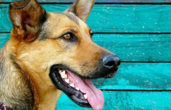 Small Boy Who Grows Up With His Dog Best Friend Likes To Do Nice Things For Him This dog and his human brother make the perfect pair