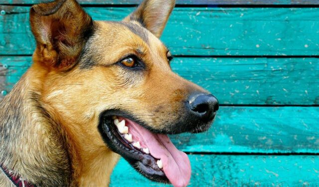 This dog and his human brother make the perfect pair