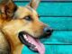 Small Boy Who Grows Up With His Dog Best Friend Likes To Do Nice Things For Him This dog and his human brother make the perfect pair