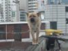 The Dog That Stayed Dangerously On The Ledge Of The Roof