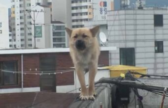 The Dog That Stayed Dangerously On The Ledge Of The Roof