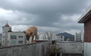 dog walks the ledge in an apartment building