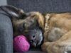 Dog That Was Surrendered To The Shelter And Set To Be Euthanized Gets A Second Chance To Be Happy
