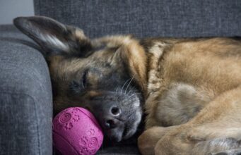Dog That Was Surrendered To The Shelter And Set To Be Euthanized Gets A Second Chance To Be Happy