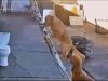 Golden Retriever Climbs Up Ladder to Help Take Down Christmas Lights Golden Retrievers Climb Ladder to Help Take Down Christmas Lights