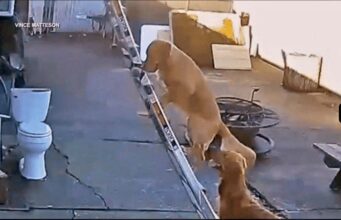 Golden Retriever Climbs Up Ladder to Help Take Down Christmas Lights Golden Retrievers Climb Ladder to Help Take Down Christmas Lights