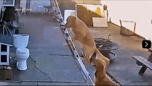 Golden Retrievers Climb Ladder to Help Take Down Christmas Lights