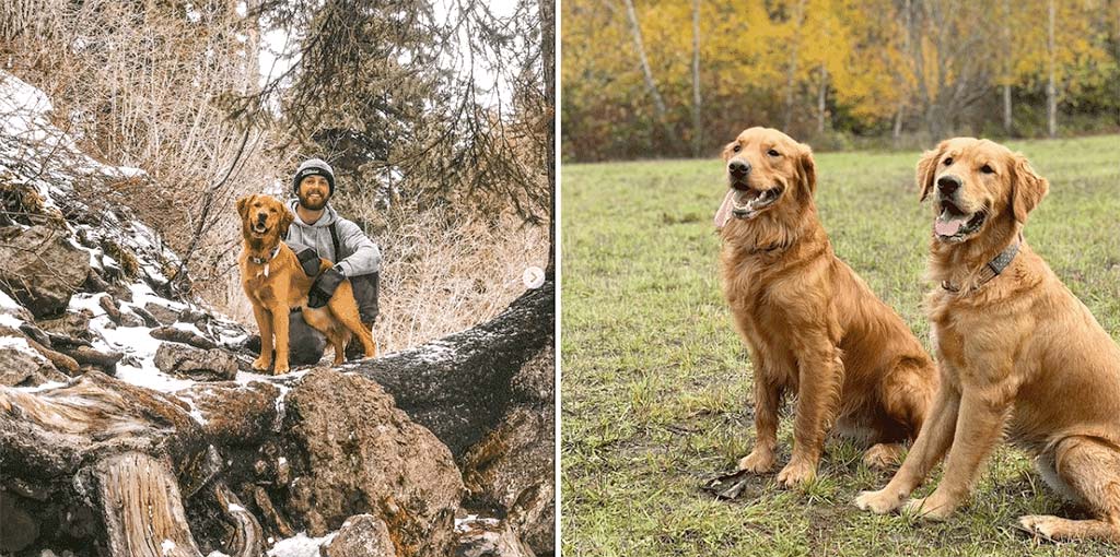 These Golden Retrievers Climb a Ladder to Help Take Down Christmas Lights