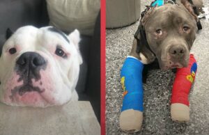 Grieving Pit Bull Brothers Finally Found Happiness After Getting Reunited And Finding A New Forever Family Tonka and Little P Busching