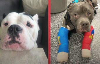 Grieving Pit Bull Brothers Finally Found Happiness After Getting Reunited And Finding A New Forever Family Tonka and Little P Busching