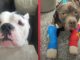 Grieving Pit Bull Brothers Finally Found Happiness After Getting Reunited And Finding A New Forever Family Tonka and Little P Busching