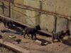 Timely Rescue Of Abandoned Puppies Left In An Uninhabited Property Before Winter Came