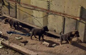 Timely Rescue Of Abandoned Puppies Left In An Uninhabited Property Before Winter Came