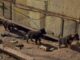 Timely Rescue Of Abandoned Puppies Left In An Uninhabited Property Before Winter Came