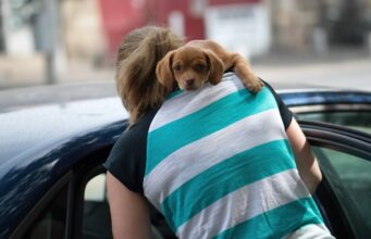 Pittie Sneaks The Cutest Nap With His Human Sister After A Long Day At The Beach