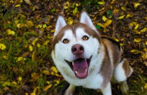 Dog Learned To Be Friends With Other Dogs, Thanks To His New Best Friend
