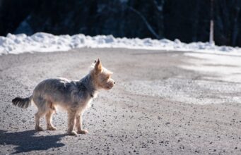 Accidental Photo Of Pup Running In The Snow Will Make You Laugh