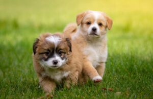 Bridesmaids Hold Rescue Pups In Lieu Of Bouquets During Wedding