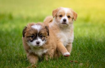 Bridesmaids Hold Rescue Pups In Lieu Of Bouquets During Wedding
