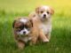 Bridesmaids Hold Rescue Pups In Lieu Of Bouquets During Wedding