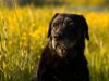 Maid-Of-Honor Helps Senior Dog Fulfill His Wedding Duties By Carrying Him Down The Aisle
