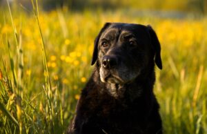 Maid-Of-Honor Helps Senior Dog Fulfill His Wedding Duties By Carrying Him Down The Aisle